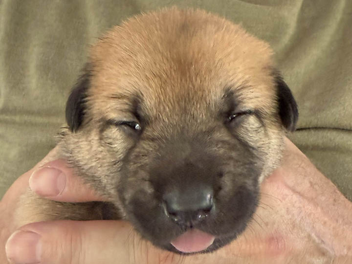 chinook puppy